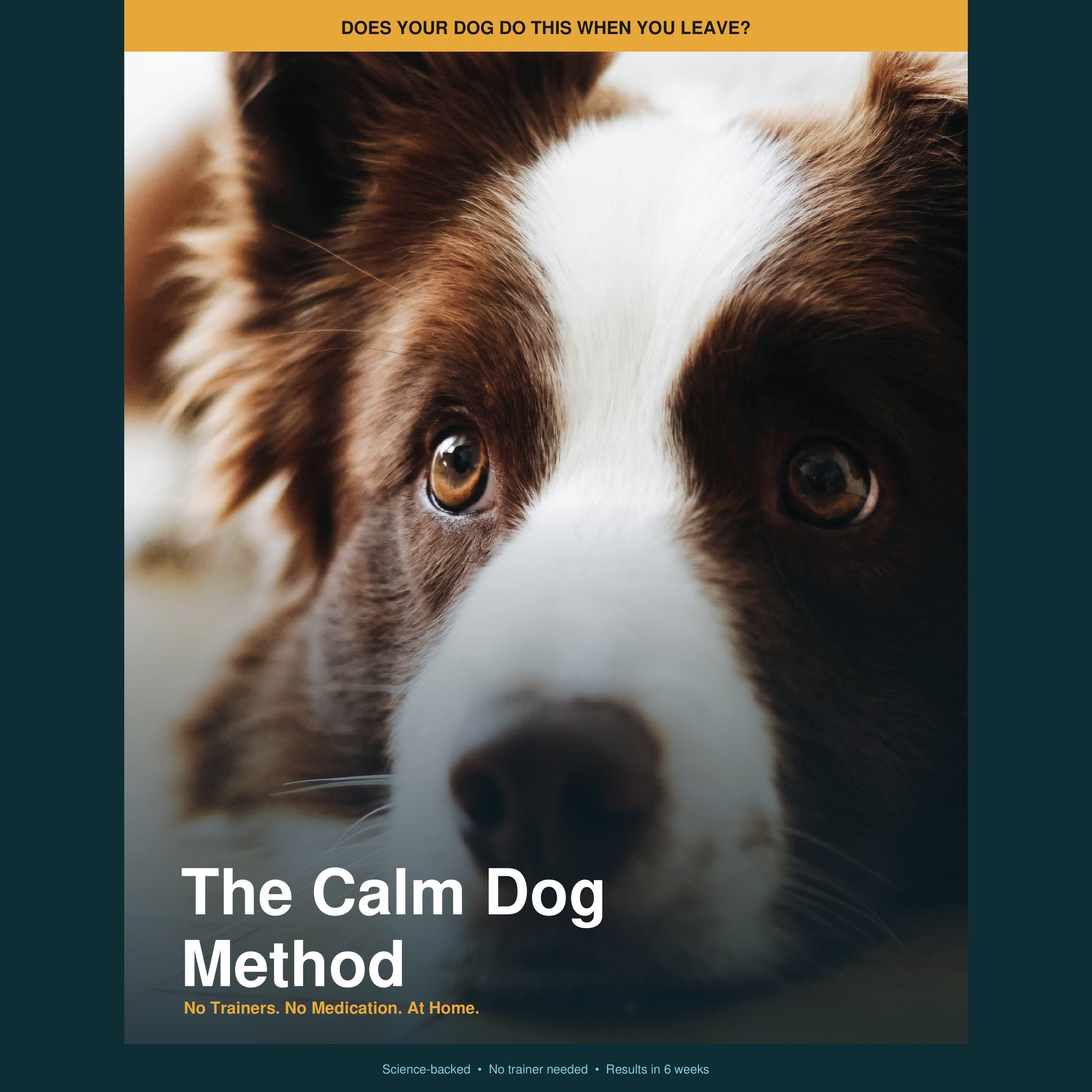 The Calm Dog Method